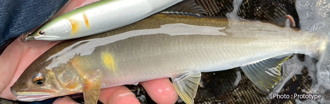 ESCADE NAP イメージ