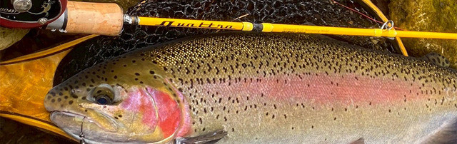 ROD ｜PALMS ｜ 株式会社パームス